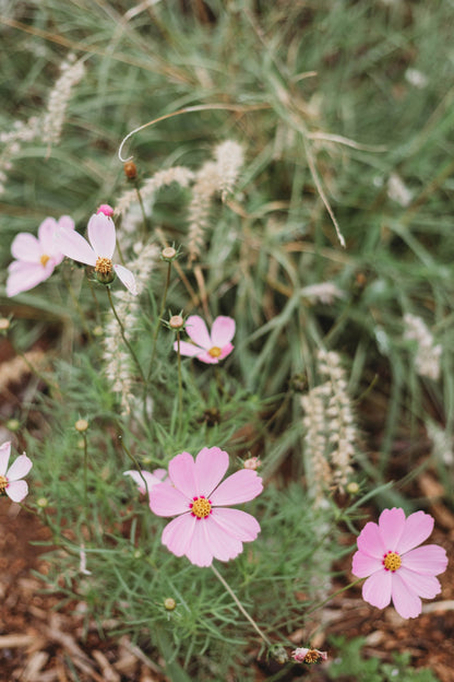 Pick A Summer Posy