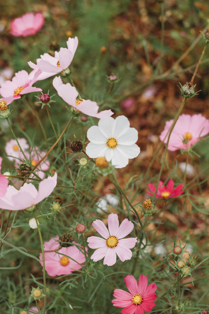 Pick A Summer Posy