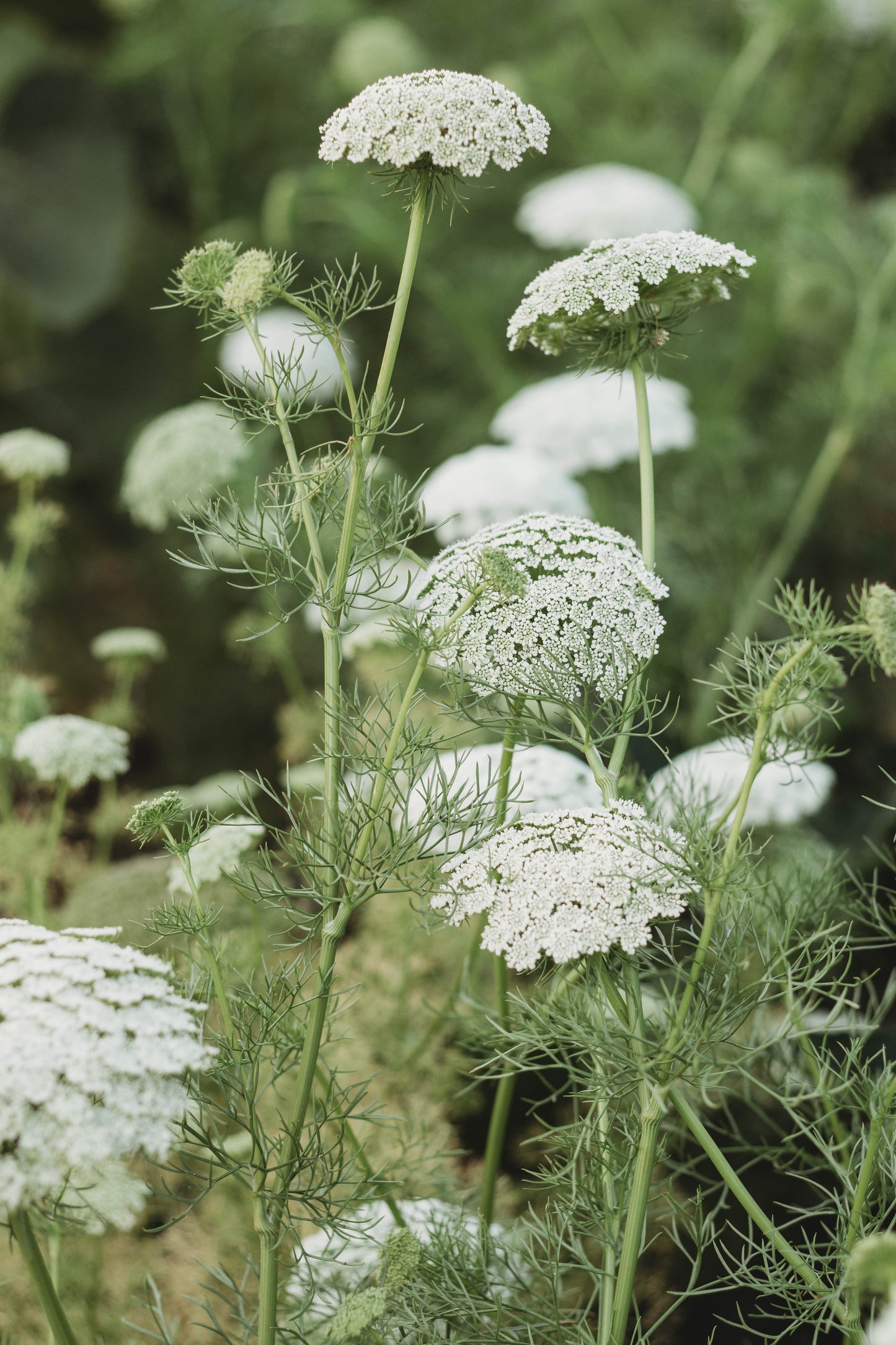 Make Your Own Handtied Bouquet