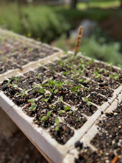 Seed to Vase: Growing a Cut Flower Garden