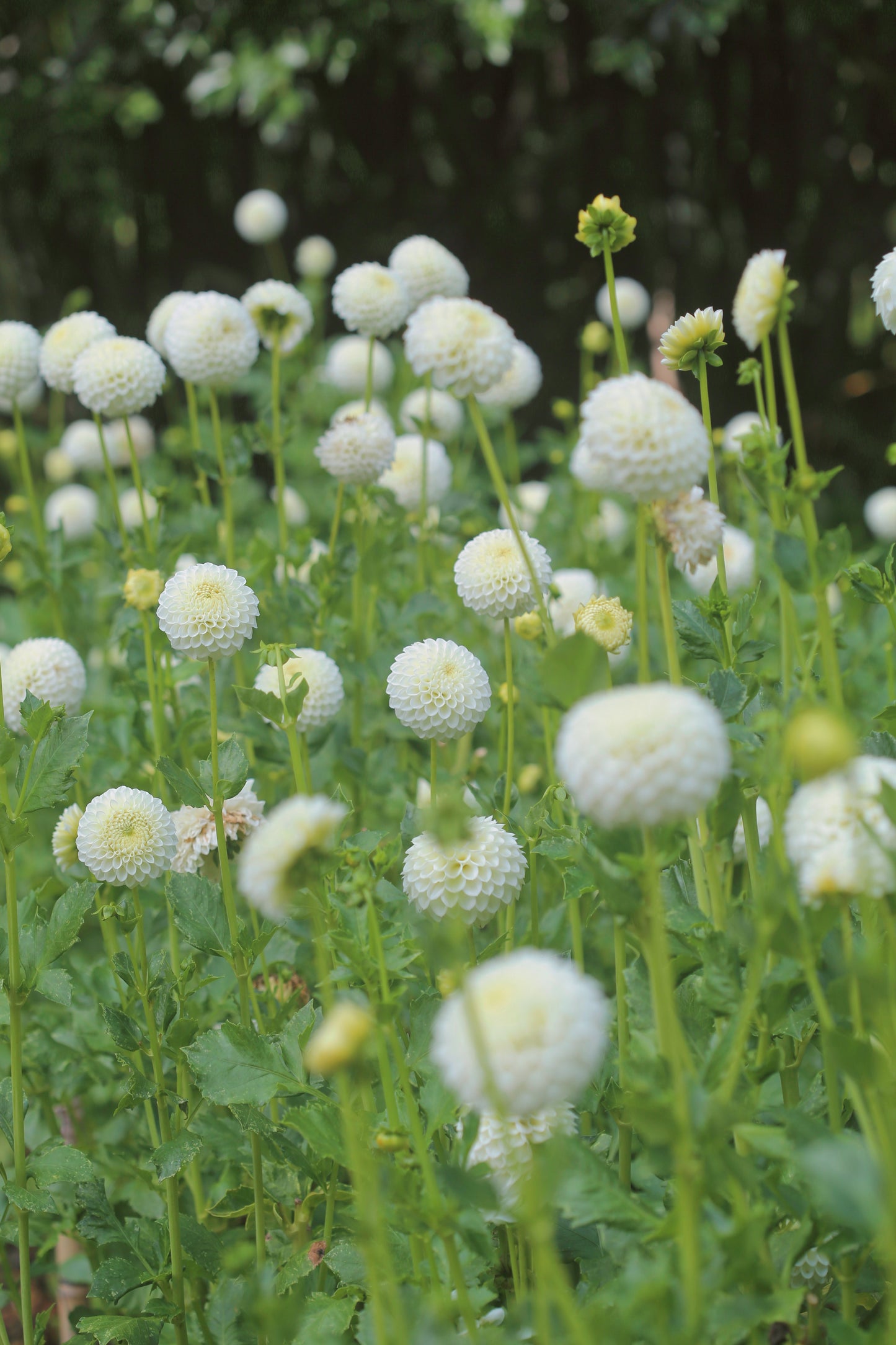 Pick A Summer Posy