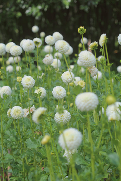 Pick A Summer Posy