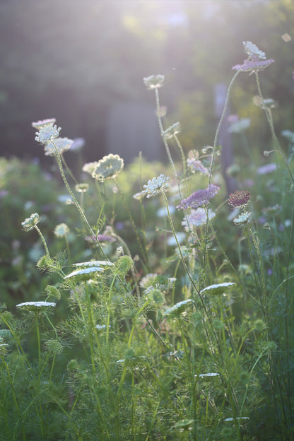 Seed to Vase: Growing a Cut Flower Garden